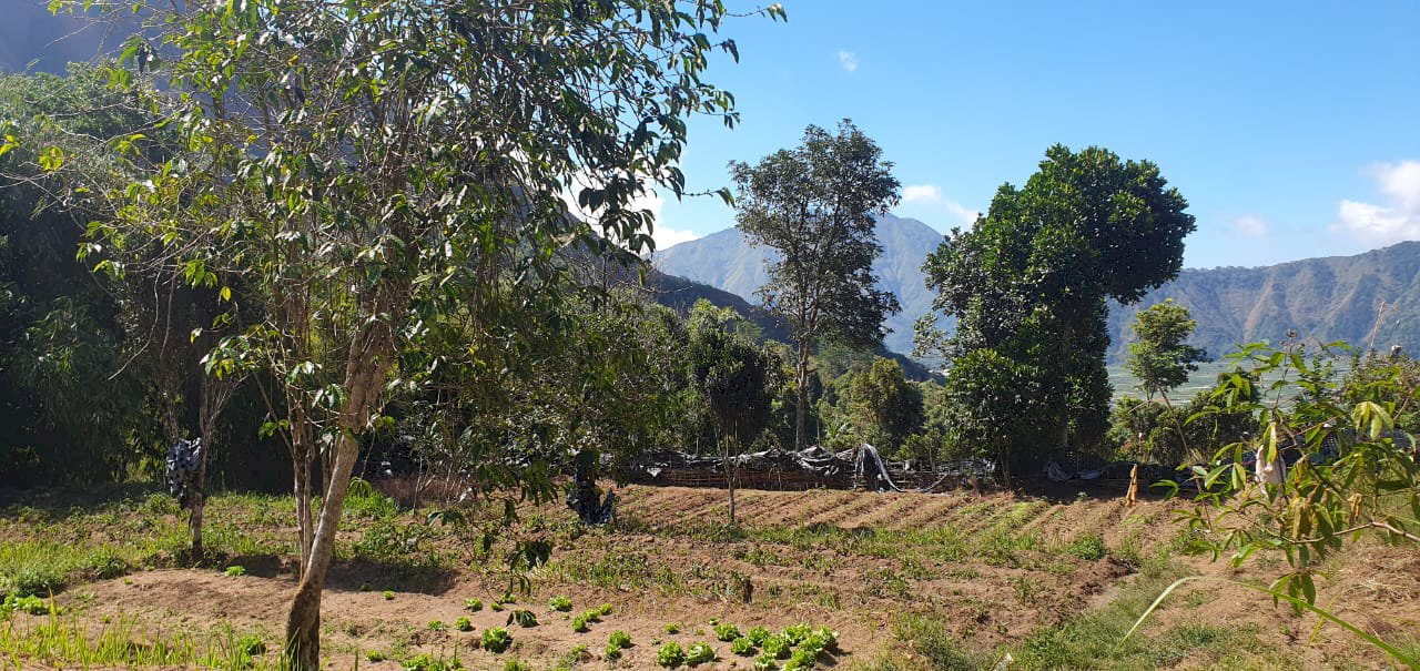 Jual tanah di sembalun lommbok timur