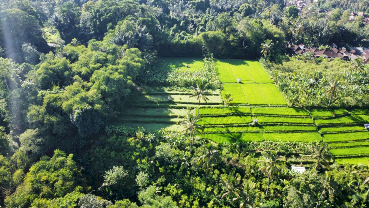 JUAL LAHAN PEMANDANGAN SAWAH DAN PEPOHONAN SEJUK UBUD BALI