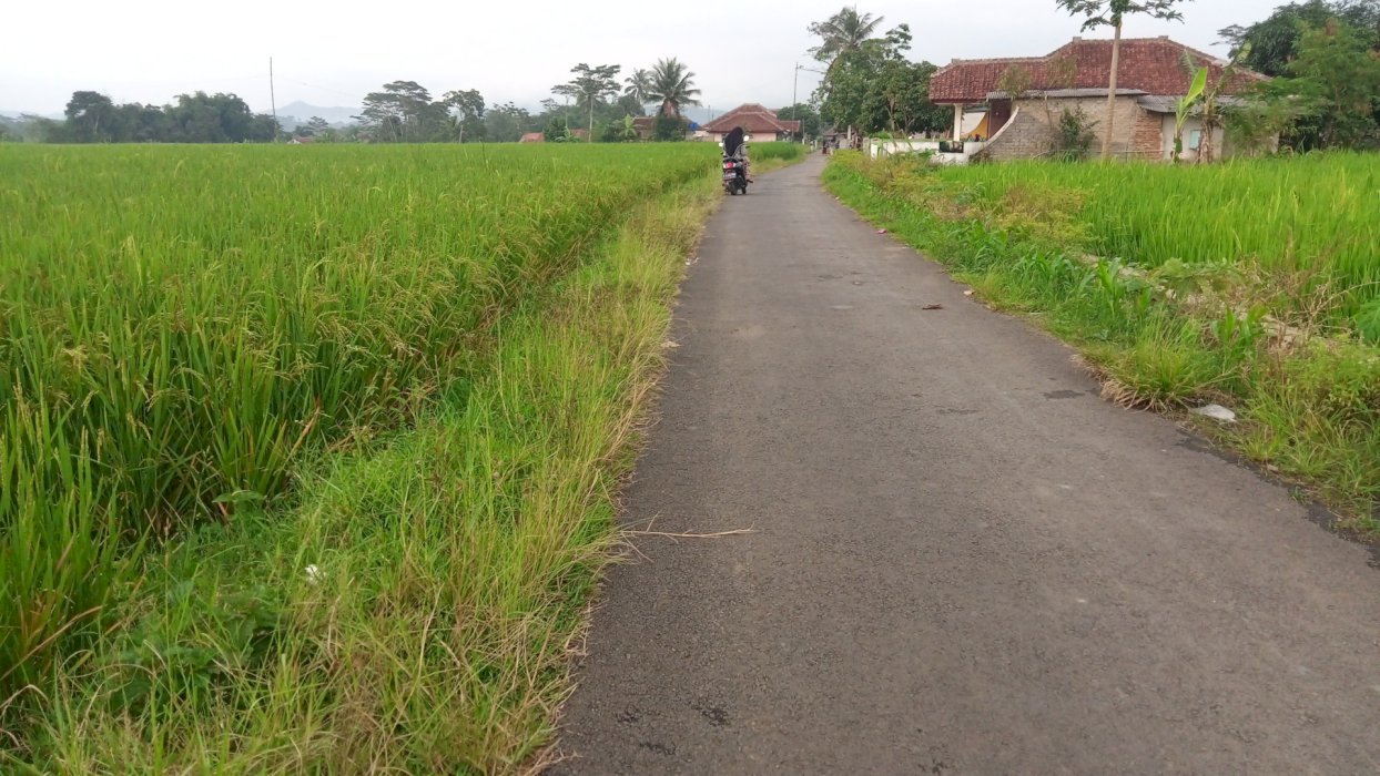 jual sawah produktip3* panen