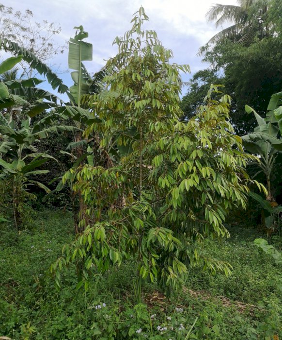 Dijual kebun durian 6200 m2 (SHM) siap panen