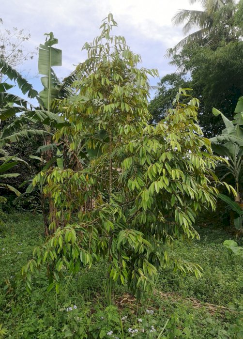 Dijual Tanah Kebun Durian 4100 m2 (SHM))