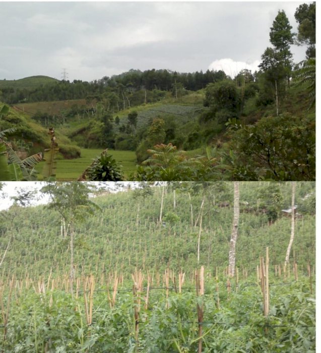 DIJUAL TANAH LUAS MURAH LOKASI SUKANAGARA CIANJUR