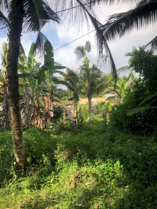 Tanah kosong view sawah di pejeng dekat ubud