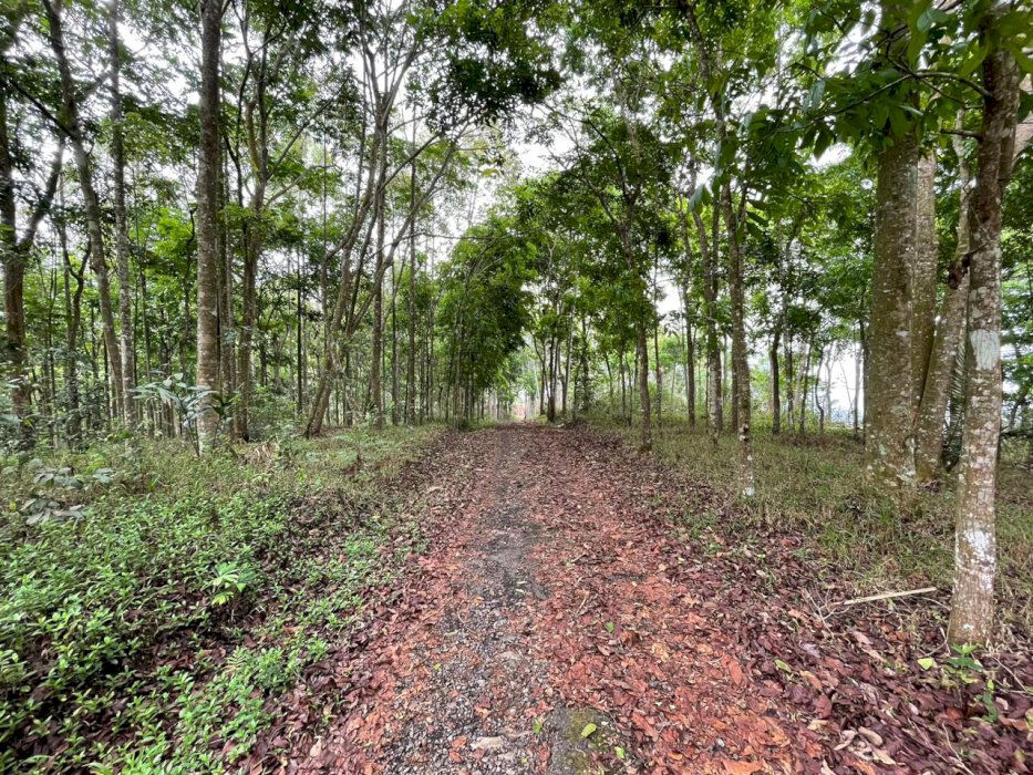 Dijual Cepat BU Tanah Kebun Pohon di Panjalu, Ciamis, Jawa Barat