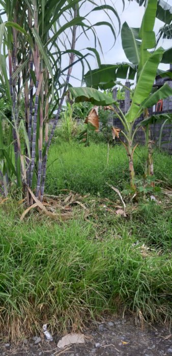 Tanah 1 are di jln antasura, Denpasar