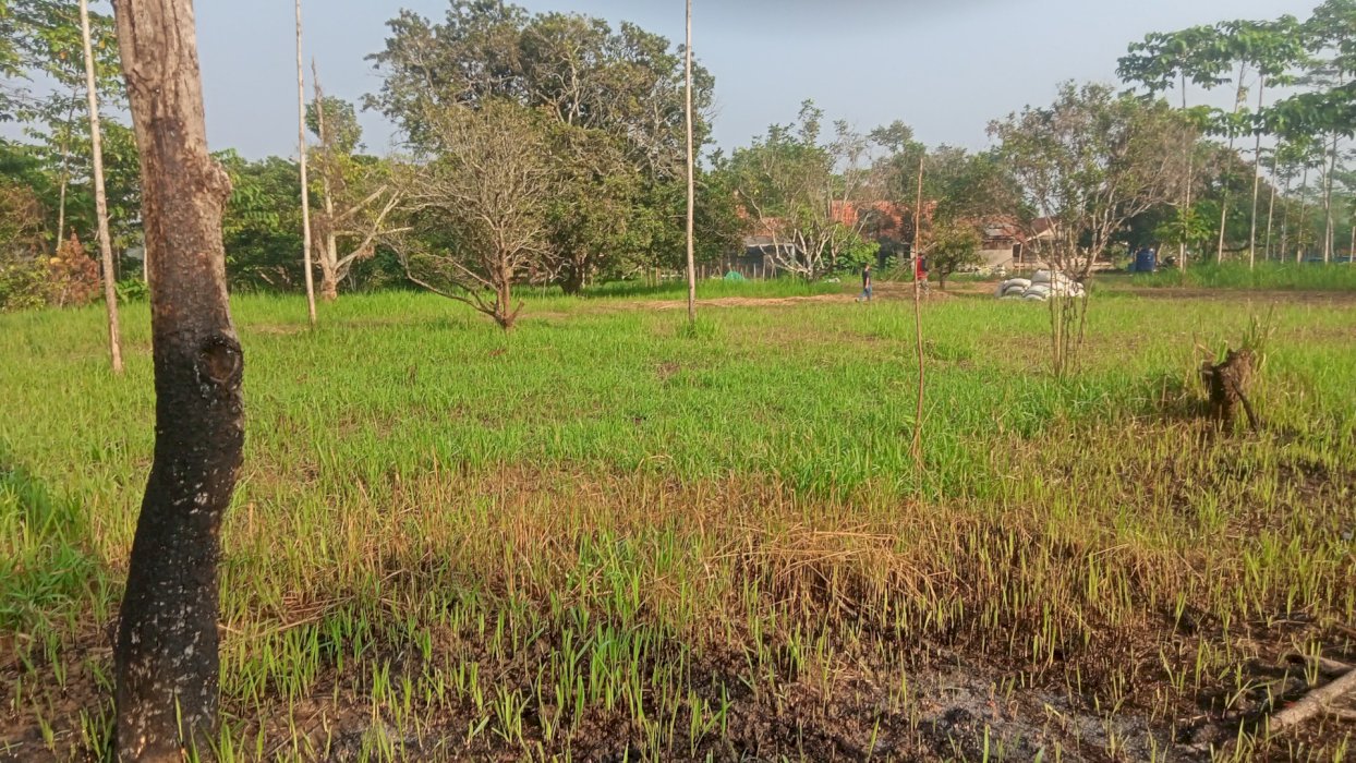 jual kebun duren. beli tanah. bonus  tanaman