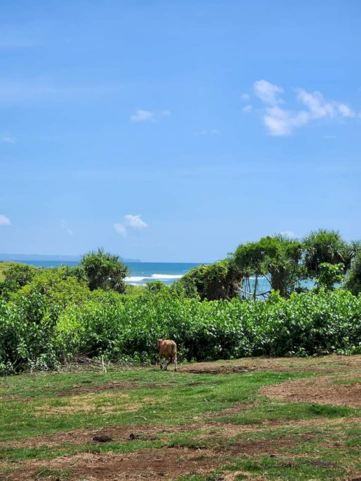 DIJUAL TANAH MURAH DEPAN PANTAI NYANYI BALI
