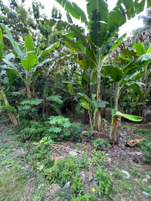 Di Jual Tanah Murah Di Jogjakarta