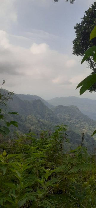 Banting Harga Tanah Kulon Progo Dekat Kebun Teh