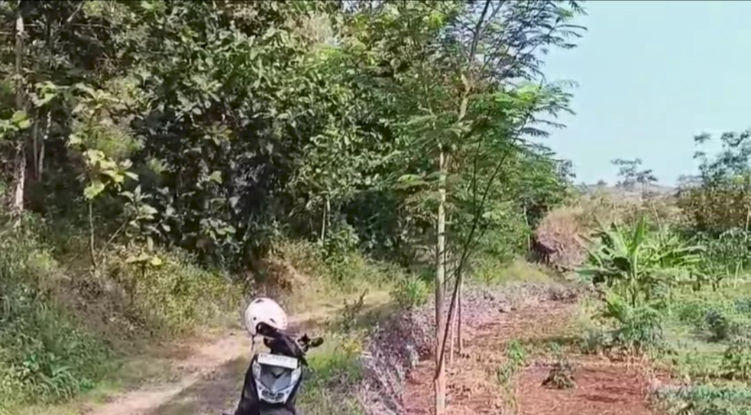DISEWAKAN TANAH PERBUKITAN ISIAN POHON JATI DI GUNUNG KIDUL YOGYAKARTA