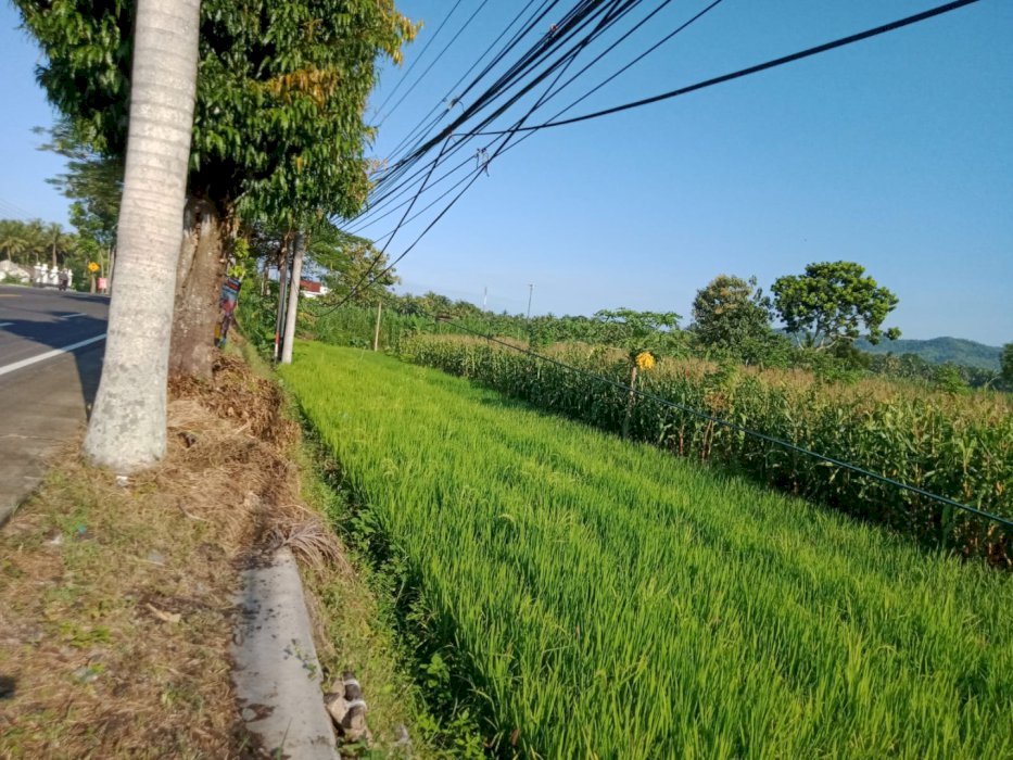 DIJUAL MURAH TANAH SAWAH LOKASI STRATEGIS DI KULON PROGO YOGYAKARTA