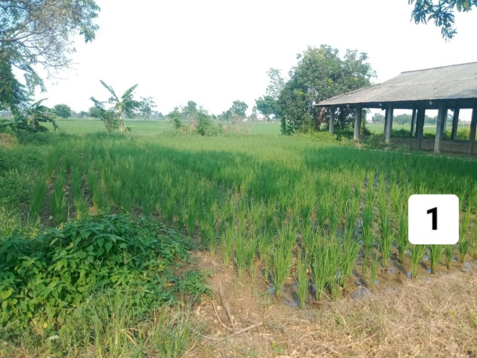 DIJUAL TANAH COCOK UNTUK PETERNAKAN di SUBANG - JAWA BARAT