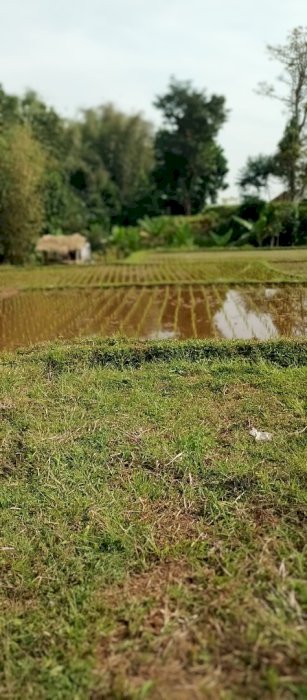 Sawah luas dengan air yang mlimpah