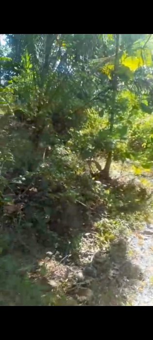 Sangat Murah Dijual Tanah 50ribu/m di Purworejo