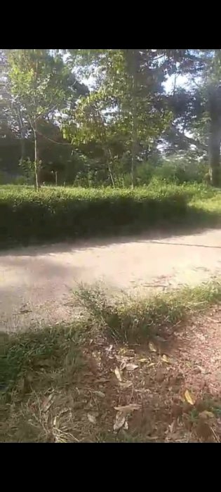 MURAH TANAH di Kalibawang hanya 750ribu/meter