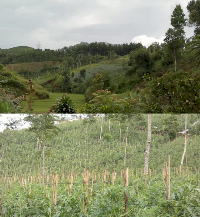 JUAL TANAH MURAH LOKASI SUKANAGARA CIANJUR