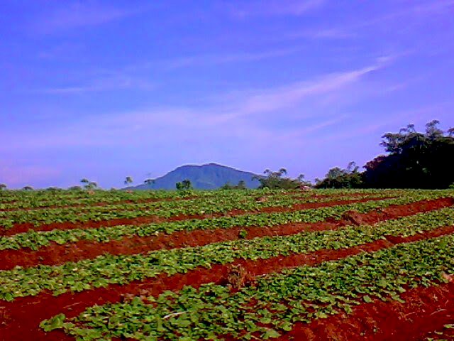 Di jual tanah murah. 150/m di cigudeg bogor