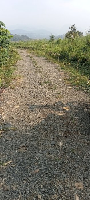 Investasi kebun luas 1,3 hektar di cigudeg bogor