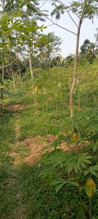 Jual tanah luas 1,2 hektar dengan akses jalan bagus di sukajaya bogor