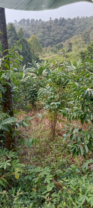 Murah banget. Tinggal hasil