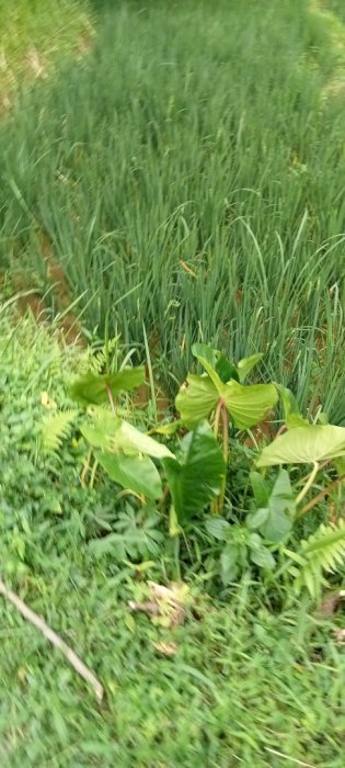 Yu yg mau inpes sawah. Ada juga kringannya