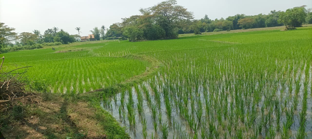 Jual Tanah Sawah Produktif 4000 M2 dekat Mall kampus & pintu tol