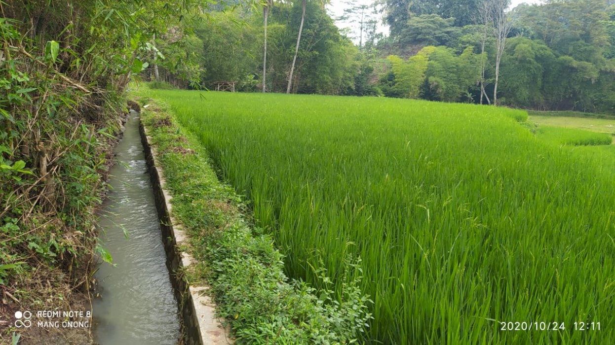 jual sawah produktip3* panen / thn