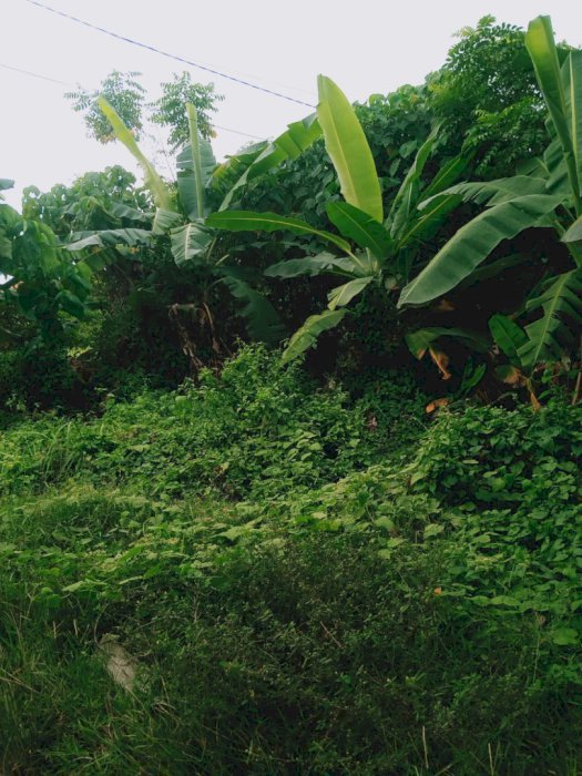 Di Tual Tanah Premium Dengan Luas 3,75 are di Bali