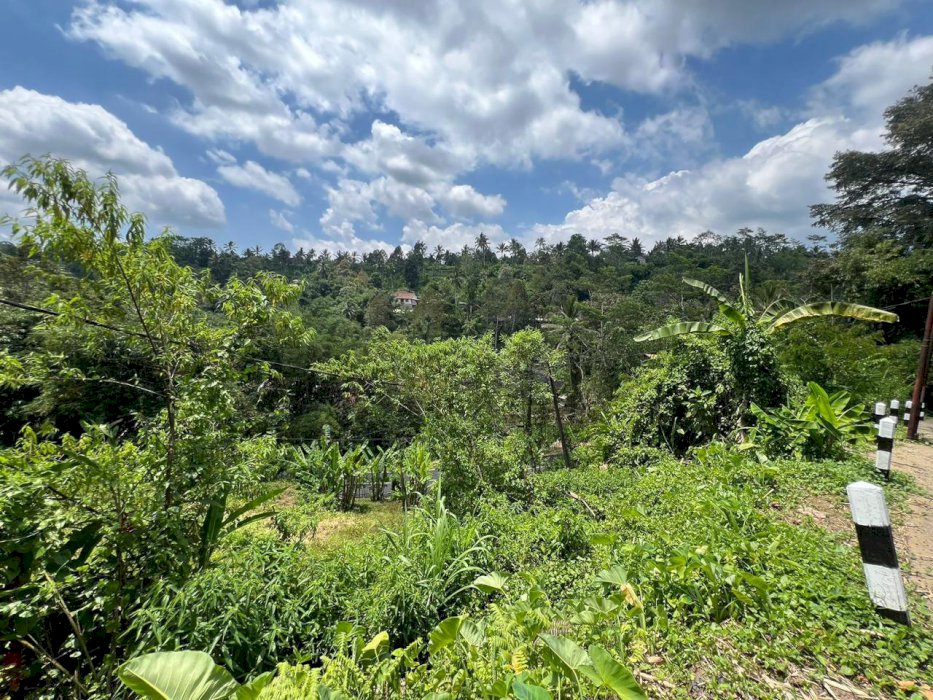 DI JUAL TANAH KEBUN COCOK UNTUK INVESTASI  BALI TABANAN