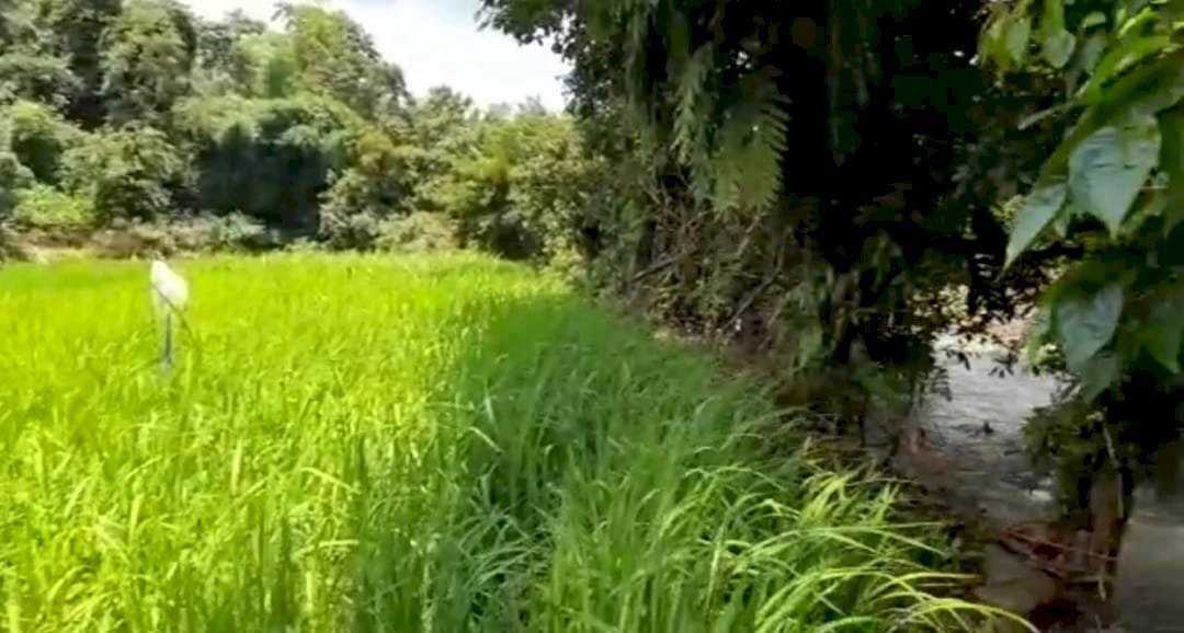 Properti Sawah di Lembah Karaeng di Gowa, Sulawesi Selatan