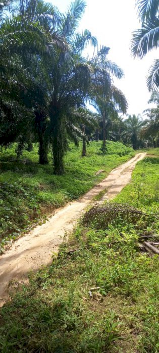 Di Jual Kebun Sawit Produktif Di Hatonduhan Sumatera Utara