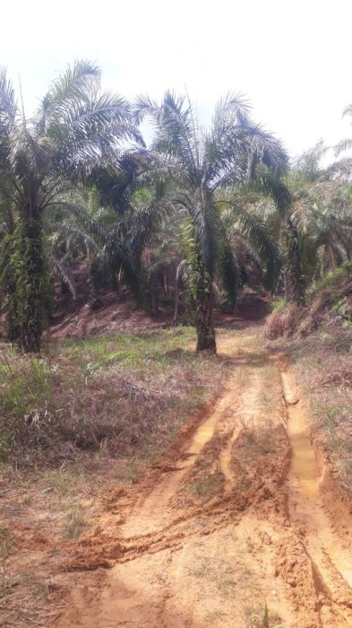 Dijual Kebun Sawit di Besitang, Sumatra Utara