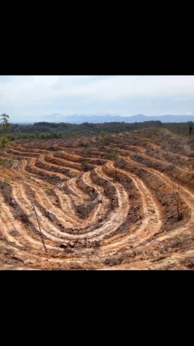 Dijual Lahan Kosong Siap Tanam di Langkat