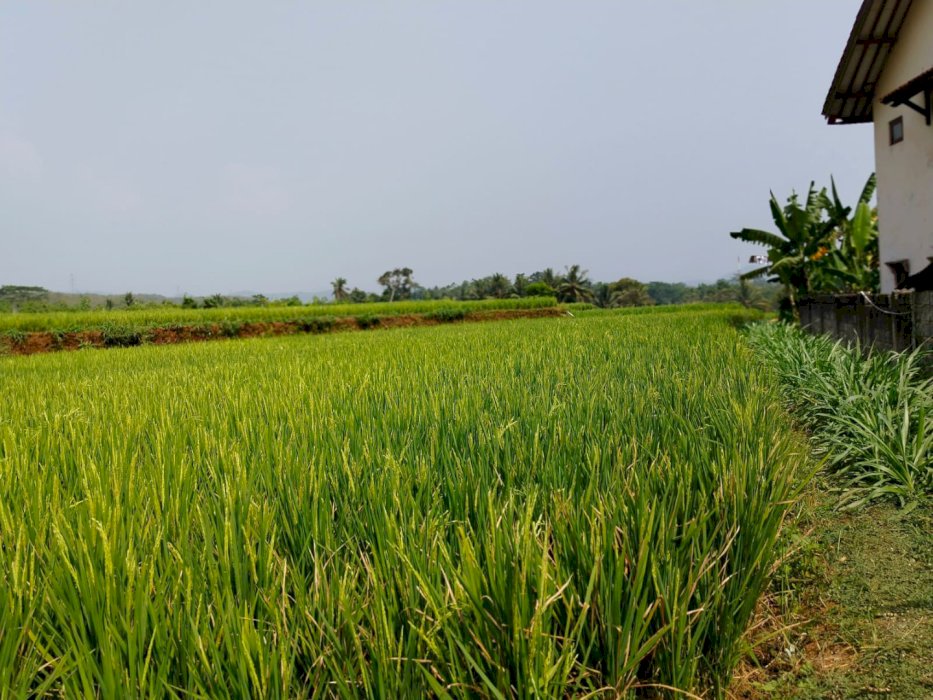 Dijual Tanah Sawah Strategis di Bandung Barat