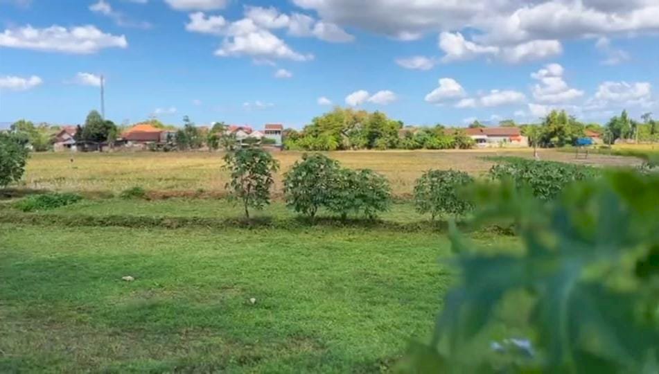 Jual Tanah Sawah Untuk investasi Dan Bisnis di Daerah Bolorejo