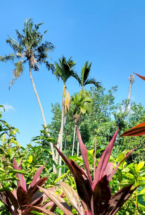 Tanah 12 are di Tumbakbayuh, disewakan