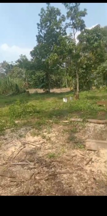 DI JUAL KEBUN ALPUKAT DI JATI SARI PURWASARI