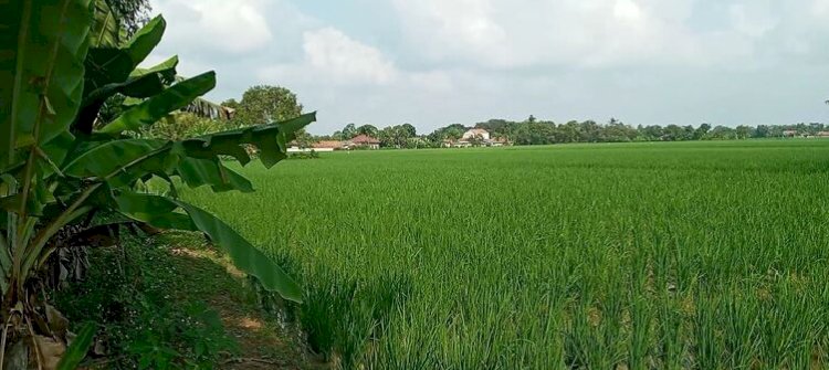 Sawah (Tanah untuk investasi)