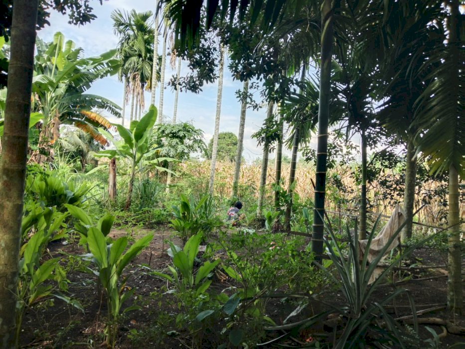 SEBIDANG TANAH LADANG DI MEDAN TUNTUNGAN