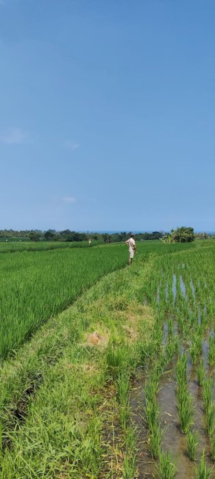 Dijual Tanah Murah Pantai Klecung Selemadeg timur Tabanan Bali