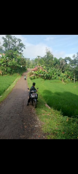 Jual sawah PINGGIR JL  AIR NORMAL