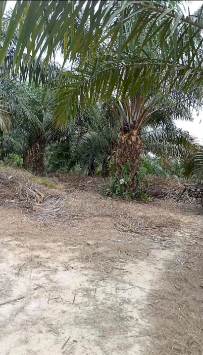 Jual kebon sawit dengan harga murah