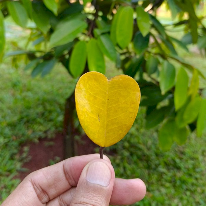 Kebun Asri Dijual Segera Di Bogor