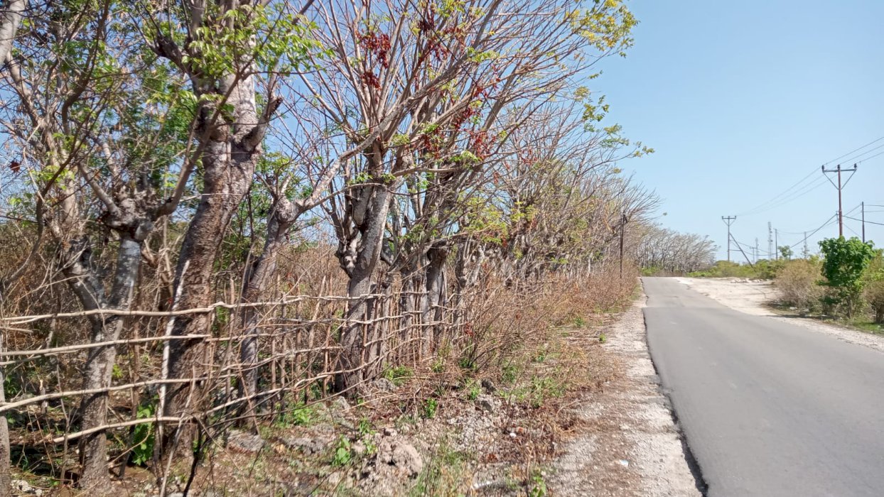 TANAH PINGGIR JALAN BESAR BATAKTE DI JUAL MURAH