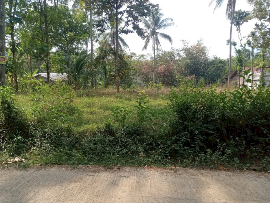 Di Jual Tanah Untuk Kavlingan Di Kreyo Randudongkal Pemalang