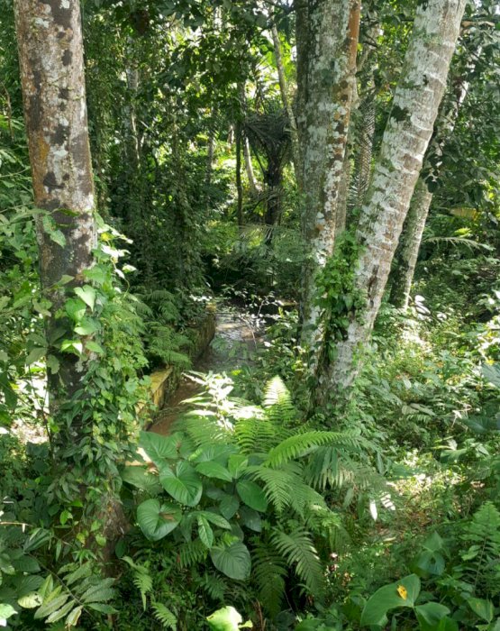 Di Jual Tanah Di Jalan Utama Raya Sweta Gianyar Bali