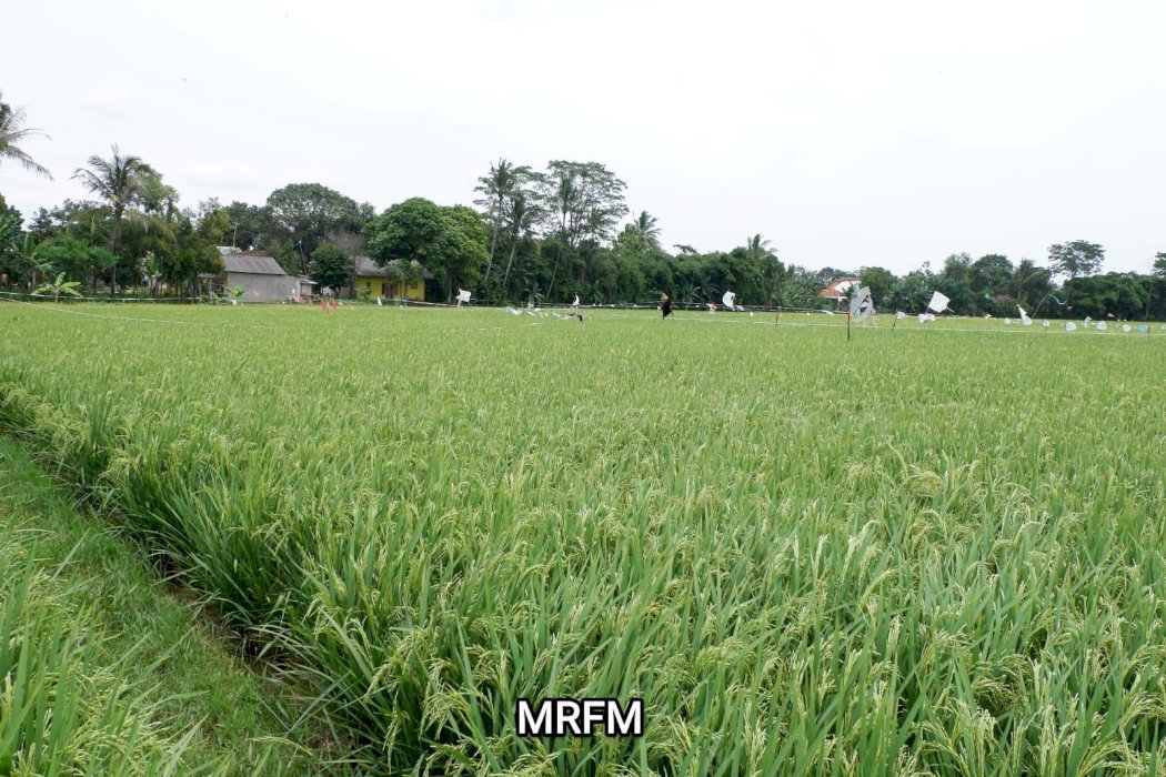 Dijual Tanah Sawah di Jonggol  Kabupaten Bogor