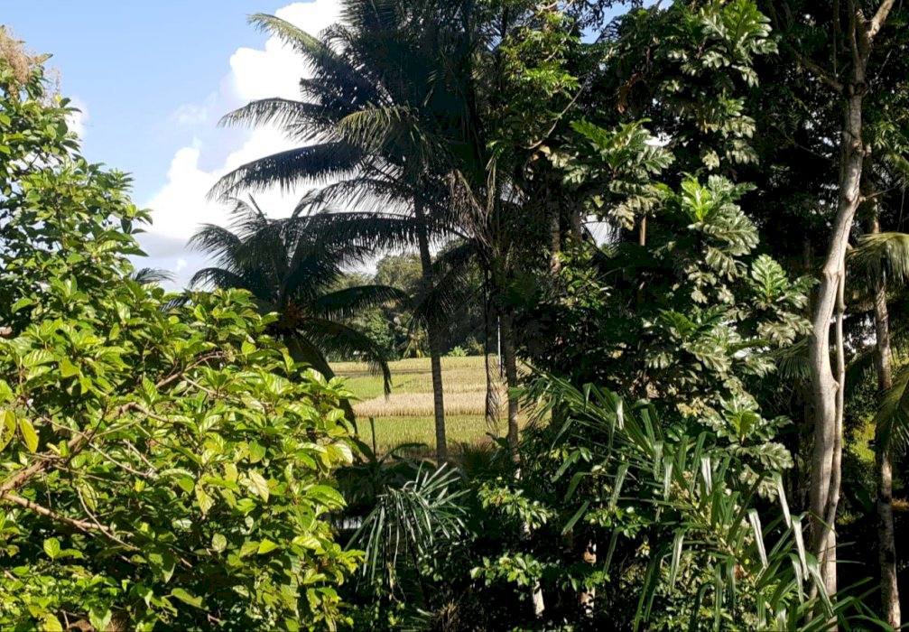 Di Jual Tanah Strategis Di Ubud Bali