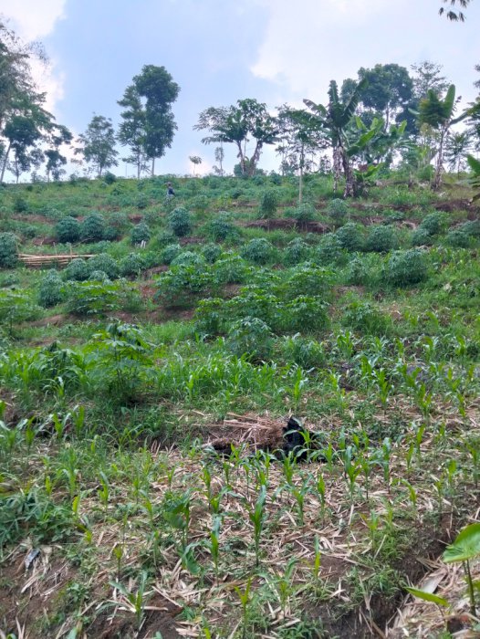 Jual cepat kebun jagung singkong produktif dkt ke jln mobil