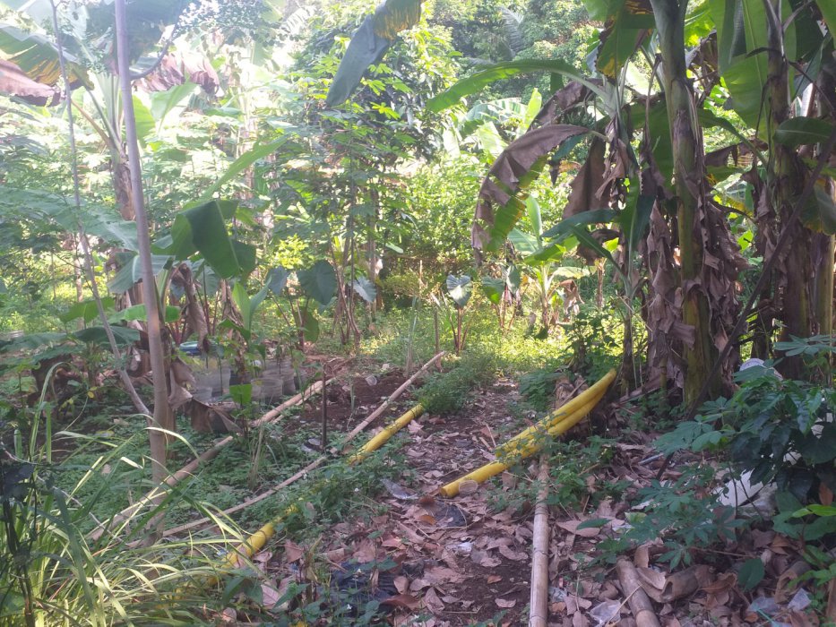 Jual tanah kebun murah biat investasi masa depan